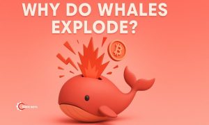 Why Does Whales Explode